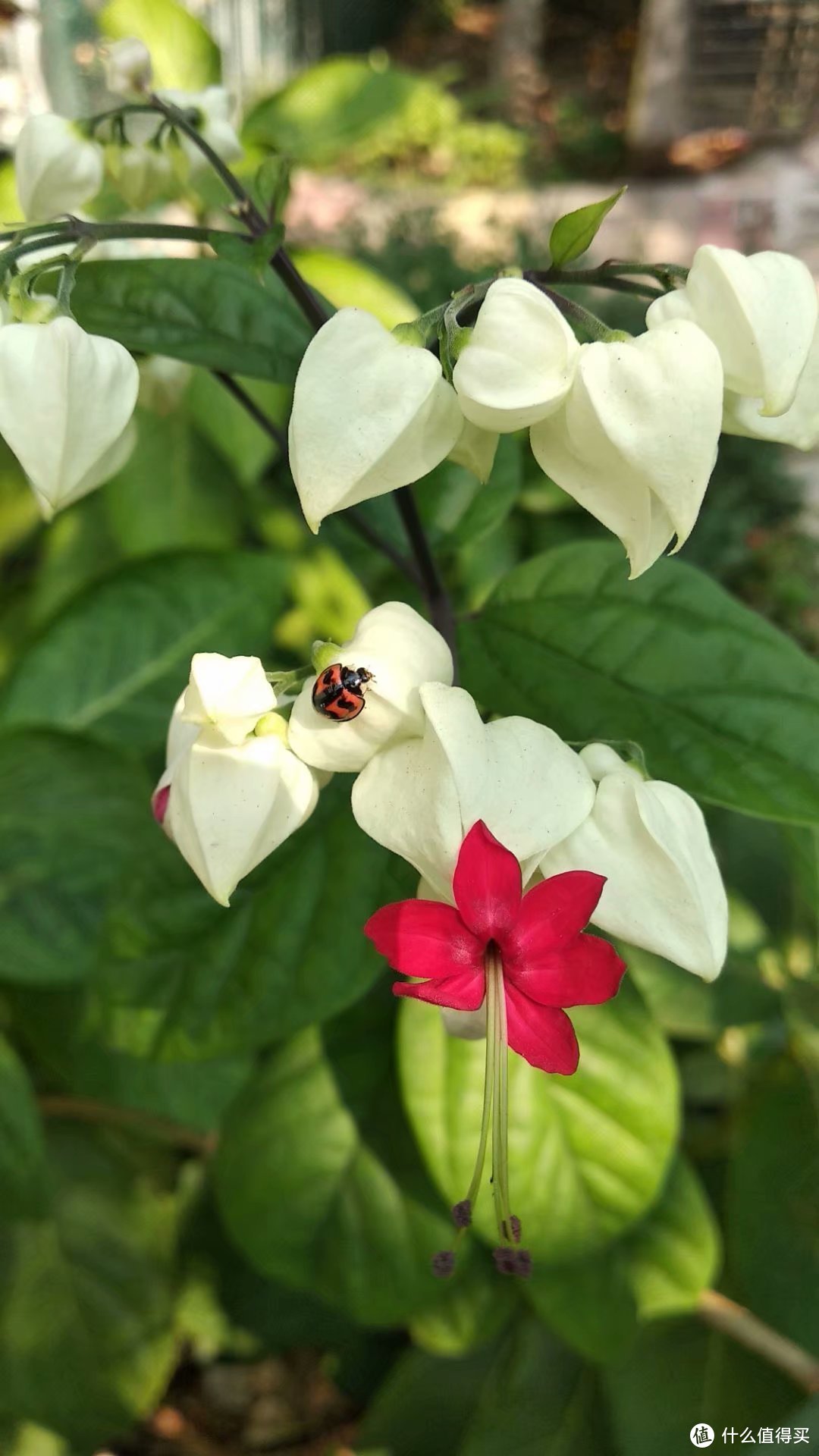 冬季也能花开满园，介绍几种适合岭南秋冬都能盛放的花花--第三季