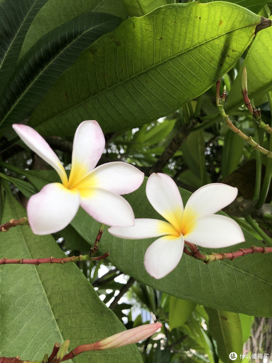 江边的鸡蛋花