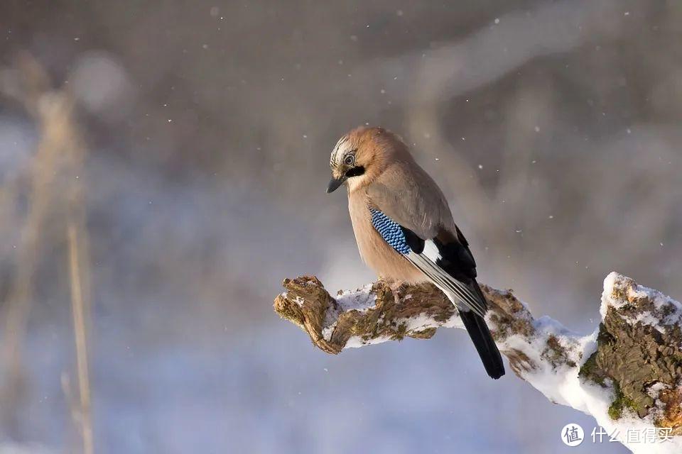 大雪|冬日进补，开春打虎