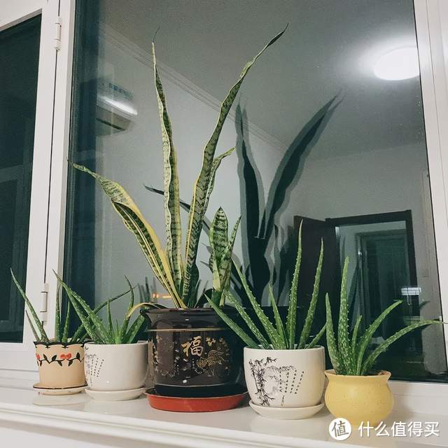 薄荷干货丨家居植物搭配Tips，变美只需这几点