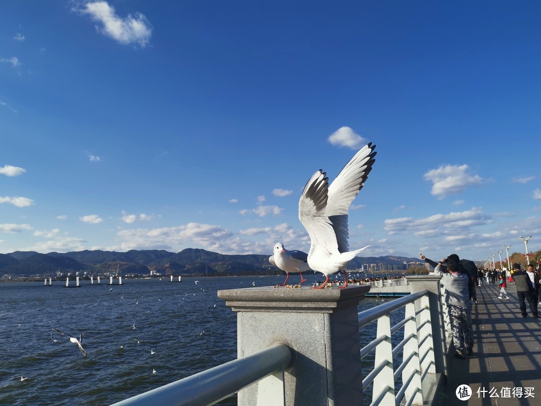 想体验周末“早上在腾冲看银杏，下午回昆明喂海鸥”的感觉吗？这篇最实用、花费少的随心飞攻略会帮到你话