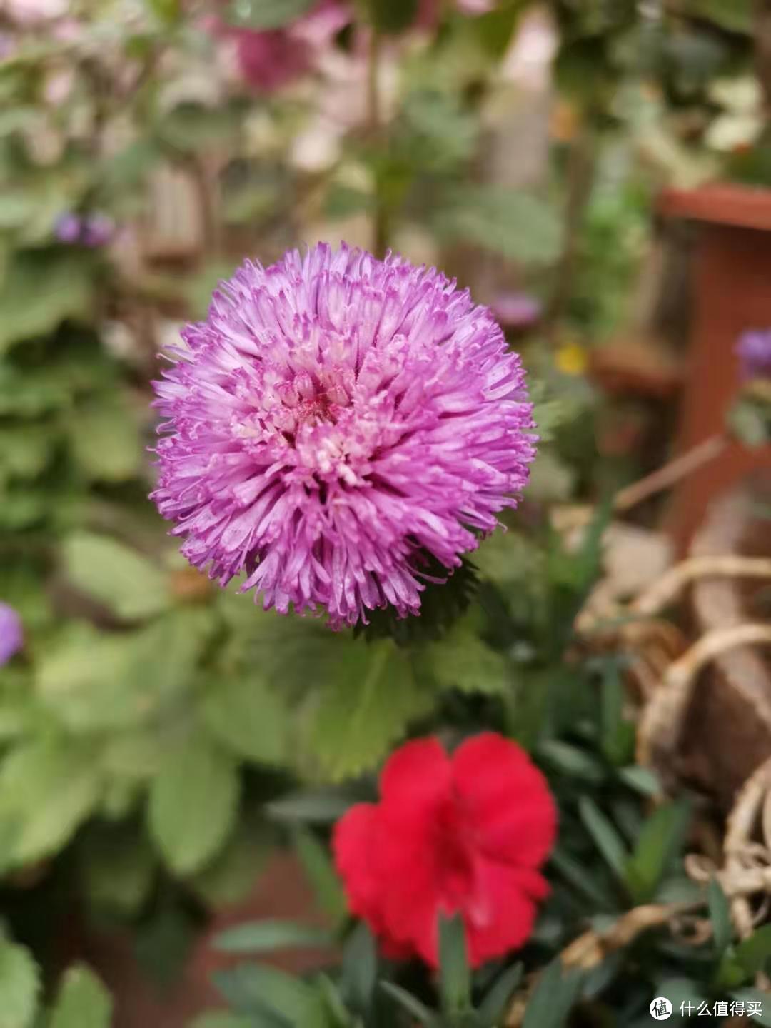 冬季也能花开满园，介绍几种适合岭南秋冬都能盛放的花花--第四季