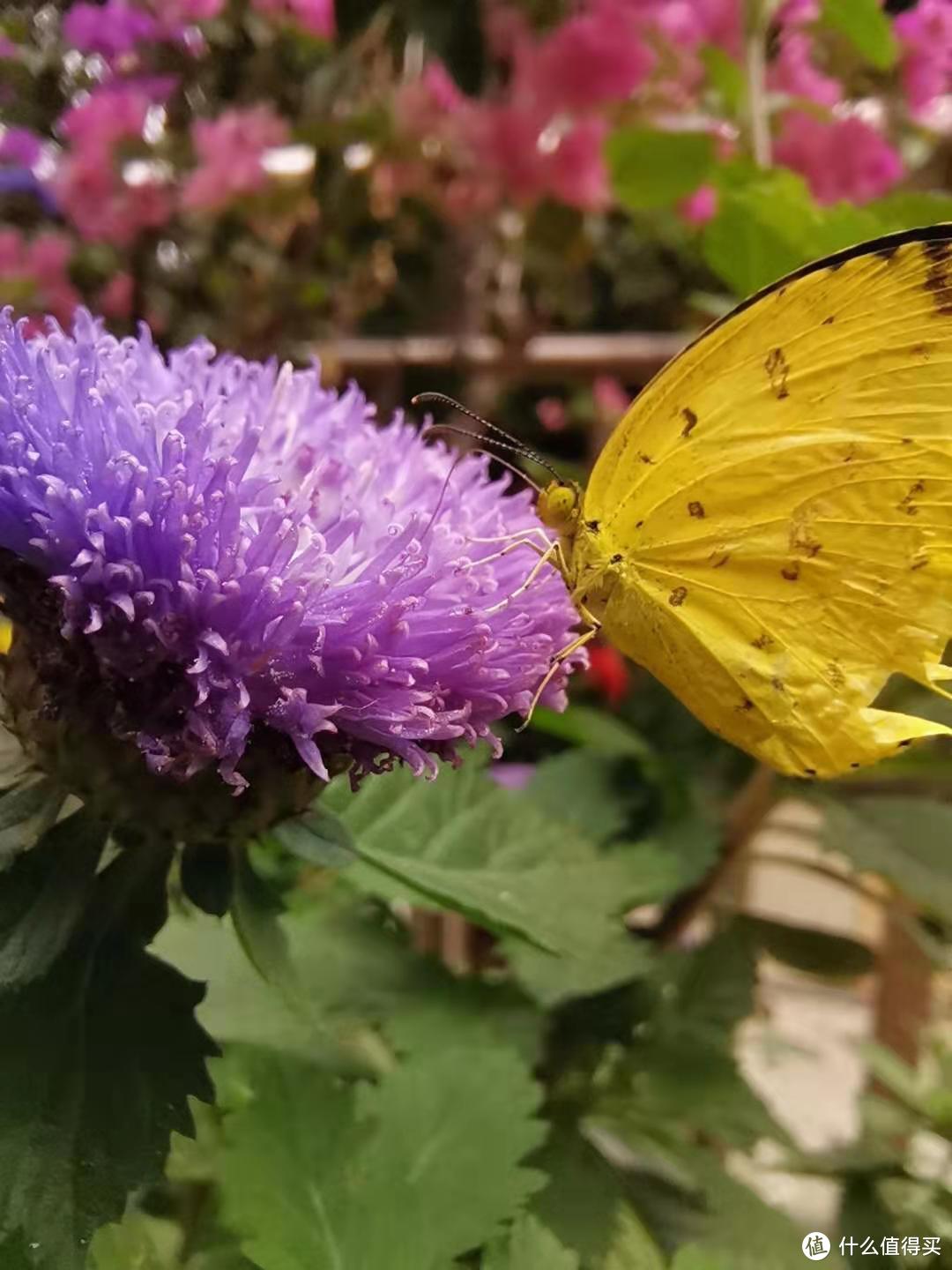 冬季也能花开满园，介绍几种适合岭南秋冬都能盛放的花花--第四季