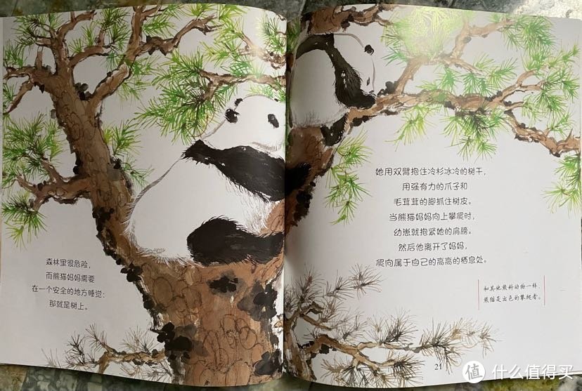 熊猫妈妈会把熊猫宝宝顶在比自己高的位置便于保护