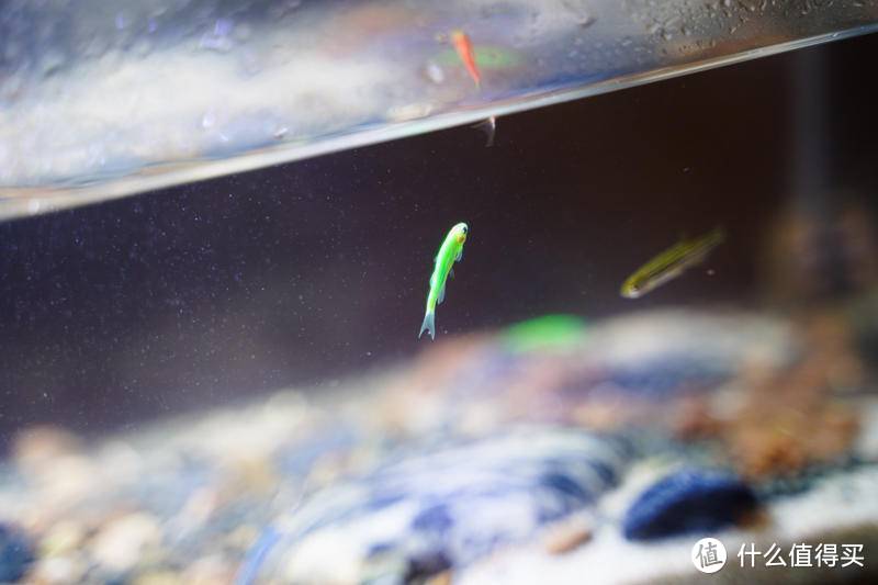 在家创造水世界：小佩起源纪鱼缸评测