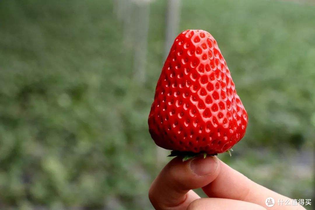 红颜草莓，草莓里的“模范生”，不“红”才怪