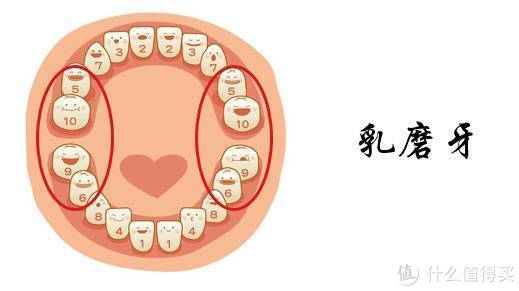 六齡齒實用建議◆六齡牙作為恆牙萌出得早,又是在孩子口腔後部悄悄長