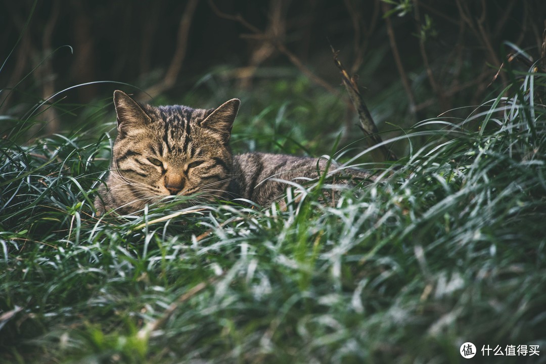 小区里慵懒的野猫.EOS R