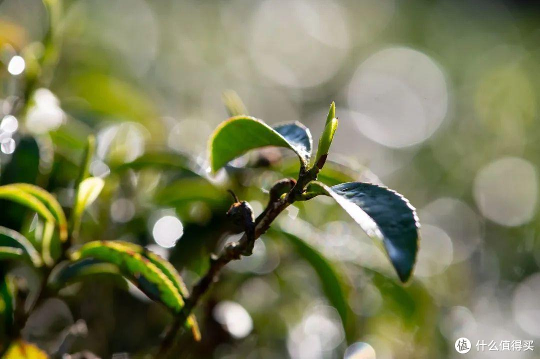 正山小种，当代英式下午茶的开山鼻祖