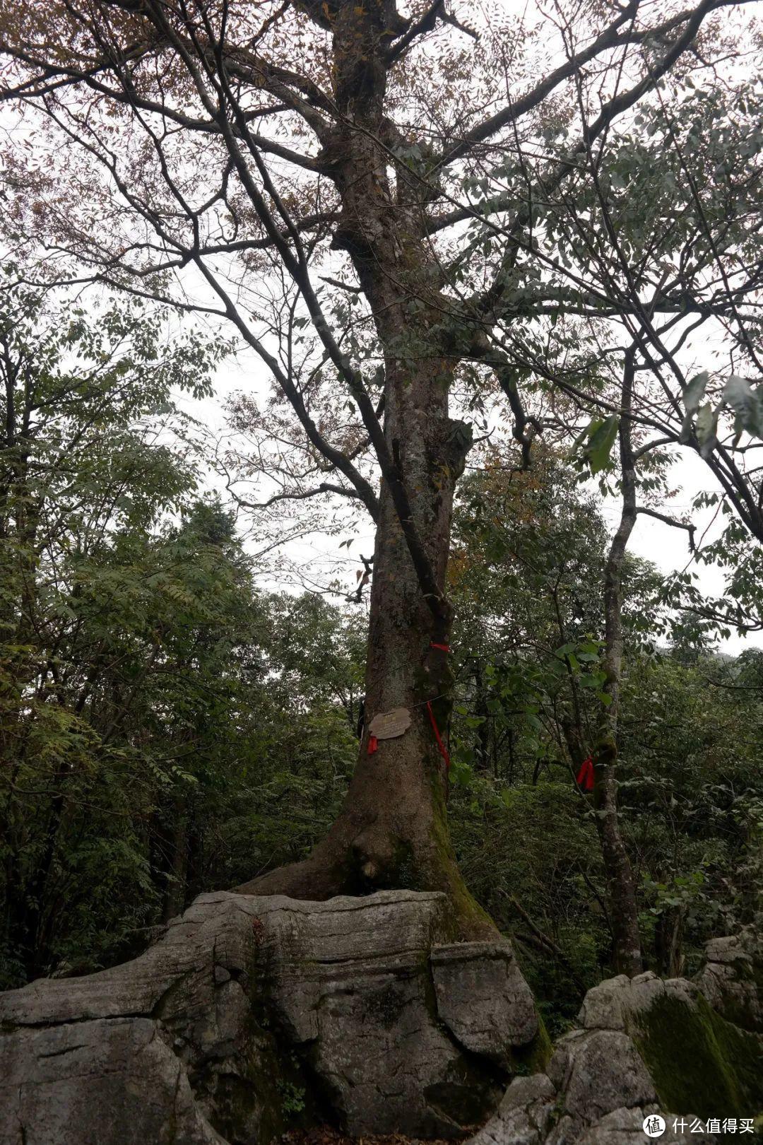 《阿凡达》取景地张家界，有哪些值得一转的景点？