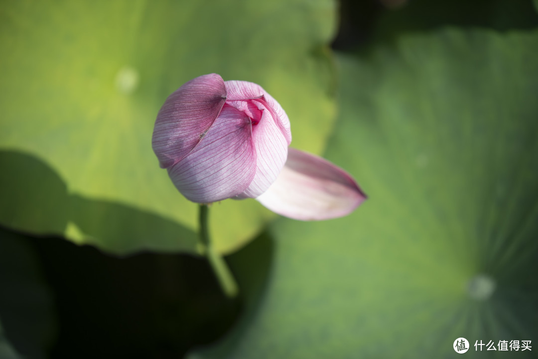 相机防积灰日志，横扫虎丘的春夏秋冬