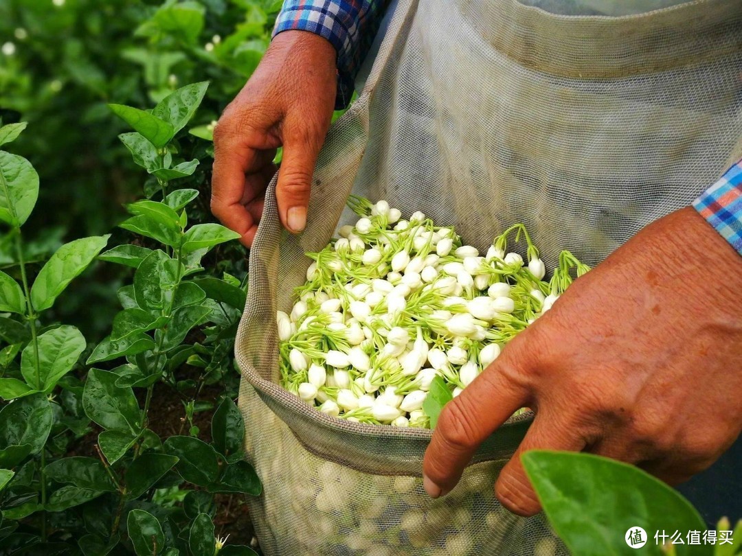 茉莉花茶，六次窨茶仅打底，八次之后才鲜灵