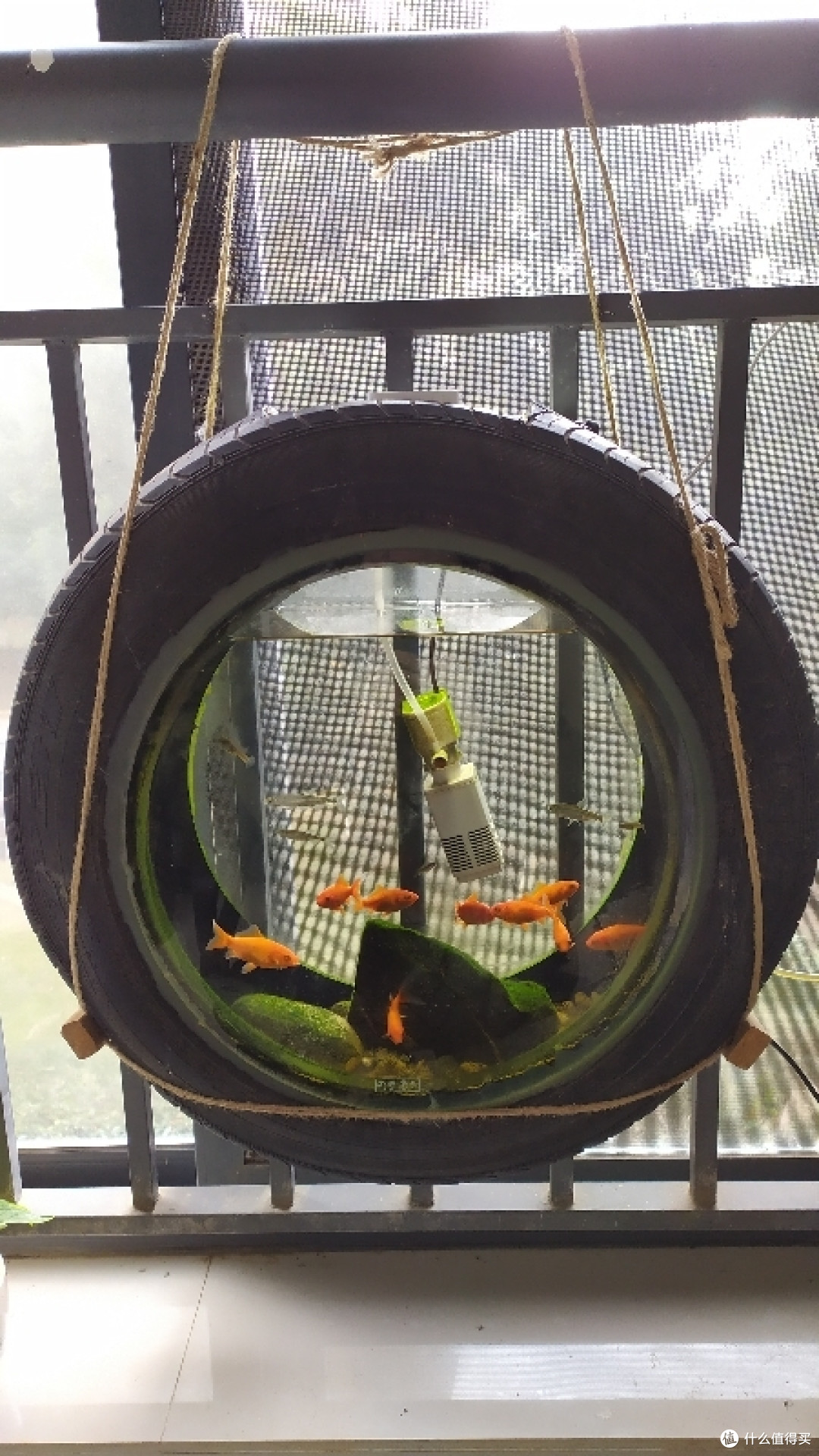 不到70元打造独特原生鱼缸