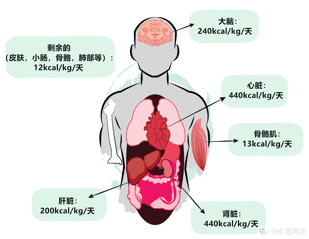 基础代谢？不好意思，你瘦不下来不是因为代谢慢，这些才是重点