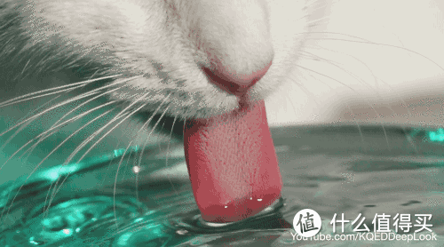 怎样让猫咪多喝水及低成本搭配猫咪饮水装置