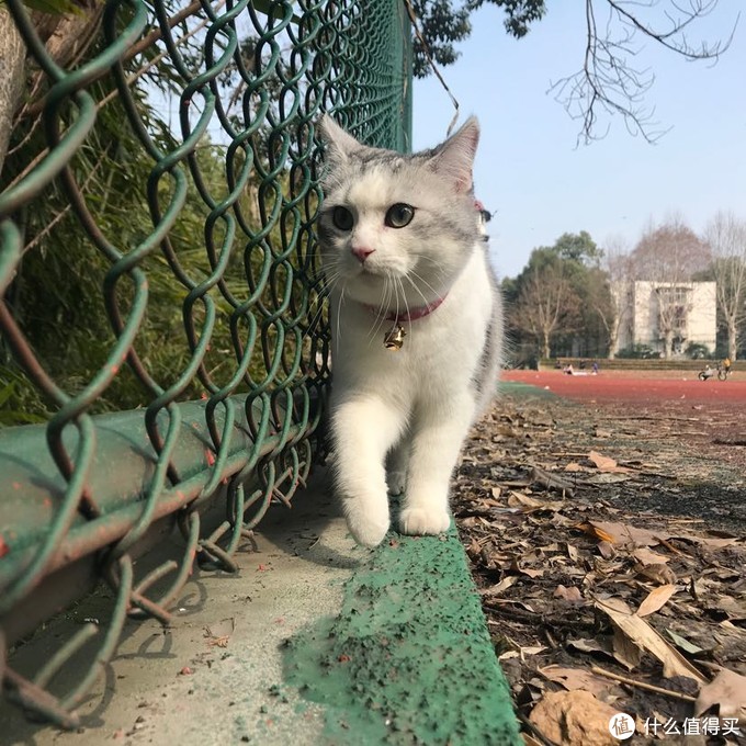 怎样让猫咪多喝水及低成本搭配猫咪饮水装置