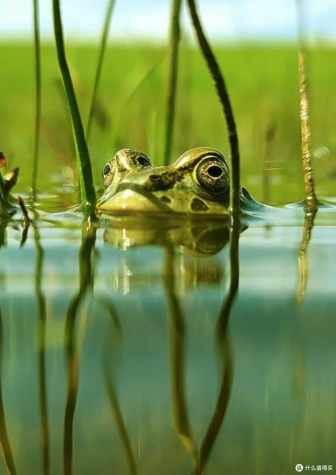 搭载高通骁龙移动平台的智能手机拍摄壁纸赏析 摄影摄像 什么值得买