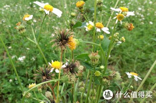 讨厌的鬼针草