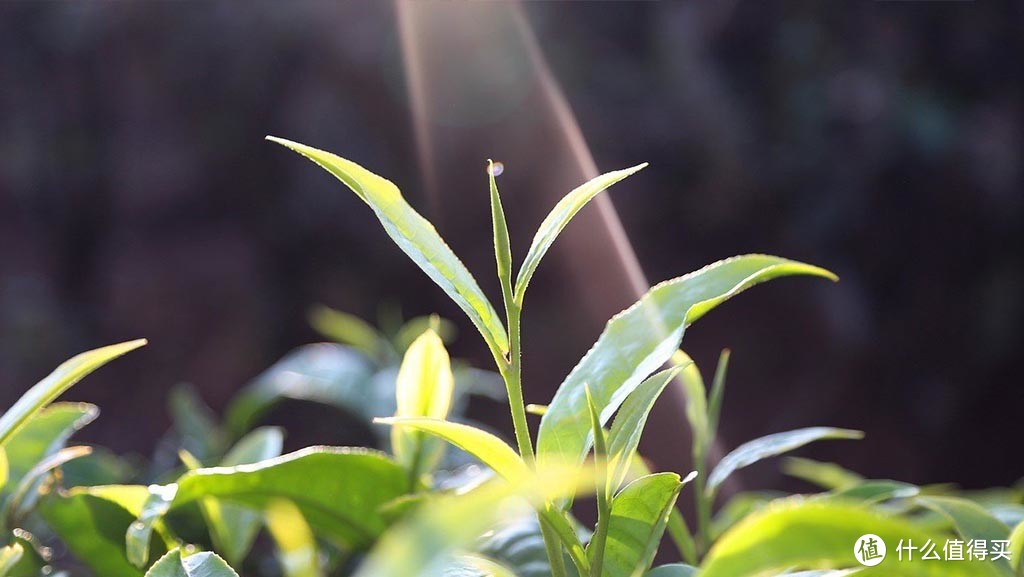 以春茶为贵？不同季节造就风味各异 春冬秋夏茶叶的基本特点浅析