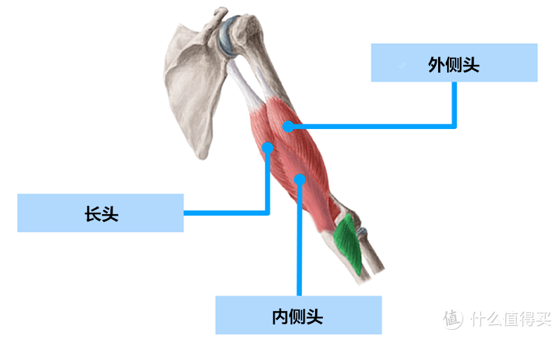 想要拥有粗壮的手臂，肱三头肌的训练不能少！这里有一份完全指南