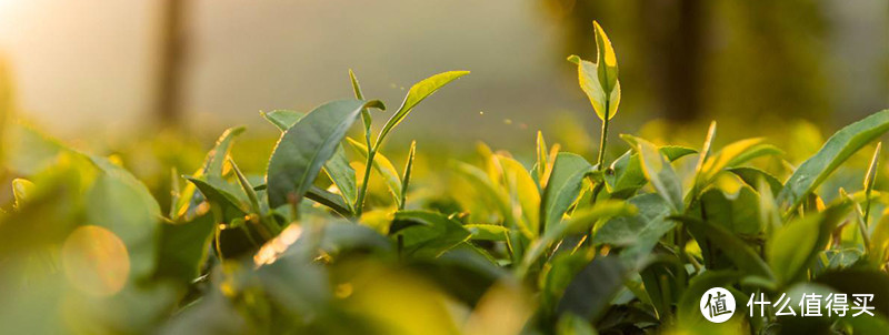 “茶农定制茶”靠谱吗？