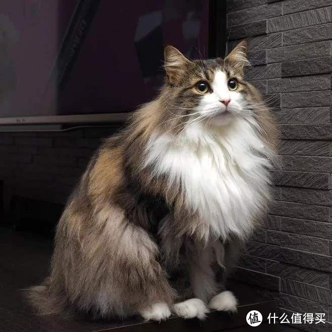 猫咪毛球症的表现与治疗、预防