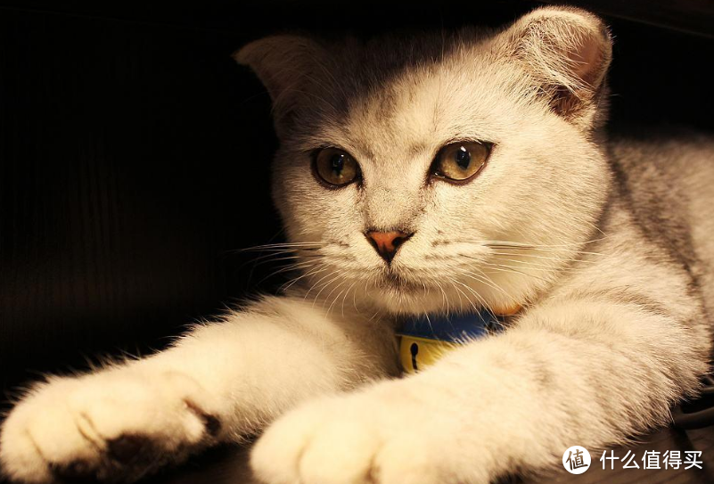 猫咪毛球症的表现与治疗、预防