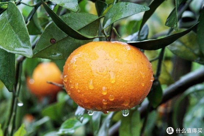 每日风物 篇七:吃它,给即将落幕的柑橘季画上甜美的句点_新鲜水果