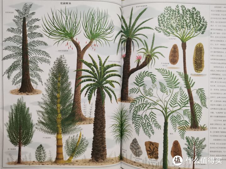 一本自然与人文融合得如此美好的绘本--《树木-关于树木的一切和扎根其中的人类文明史》