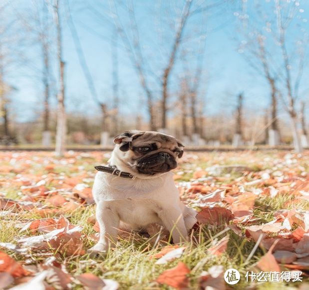 狗狗钙片有哪些功效？狗狗补钙很重要