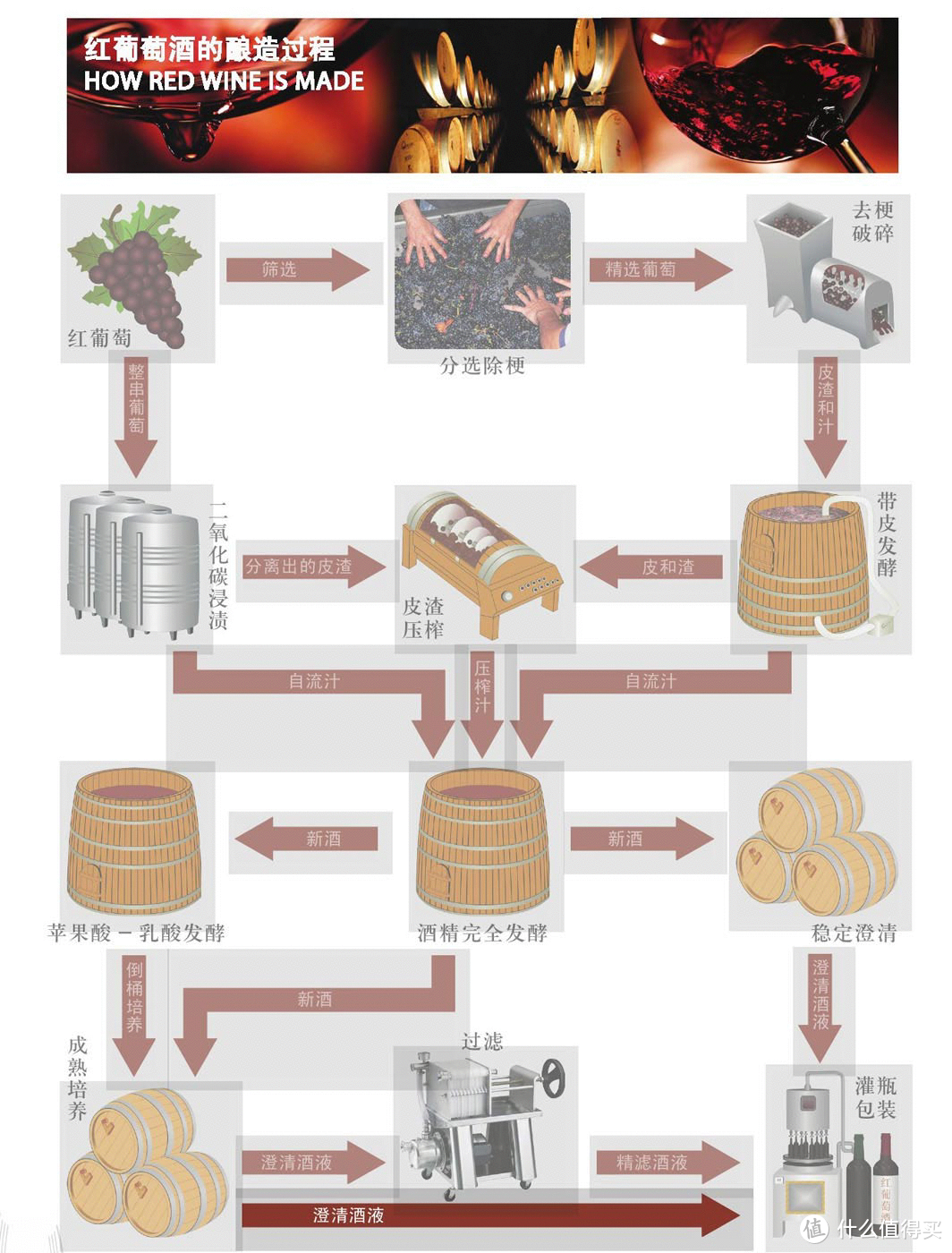 红葡萄酒酿造过程图片
