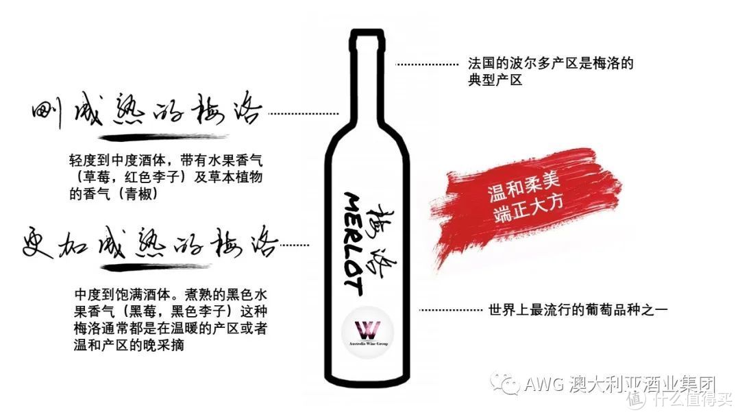 葡萄酒的100节课程 | 09-葡萄酒界的“大众情人”——梅洛