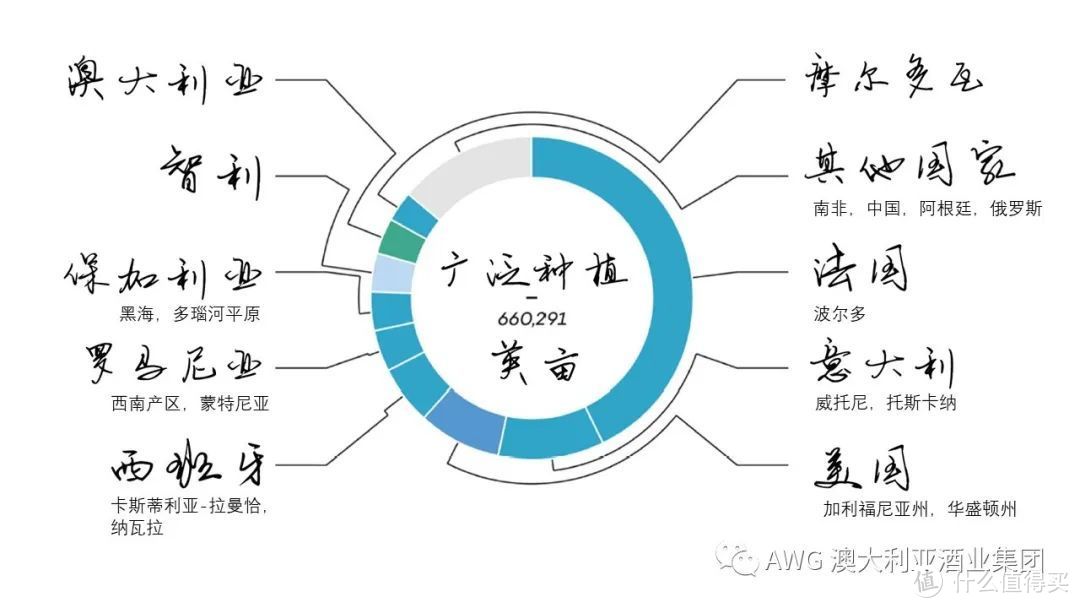 葡萄酒的100节课程 | 09-葡萄酒界的“大众情人”——梅洛