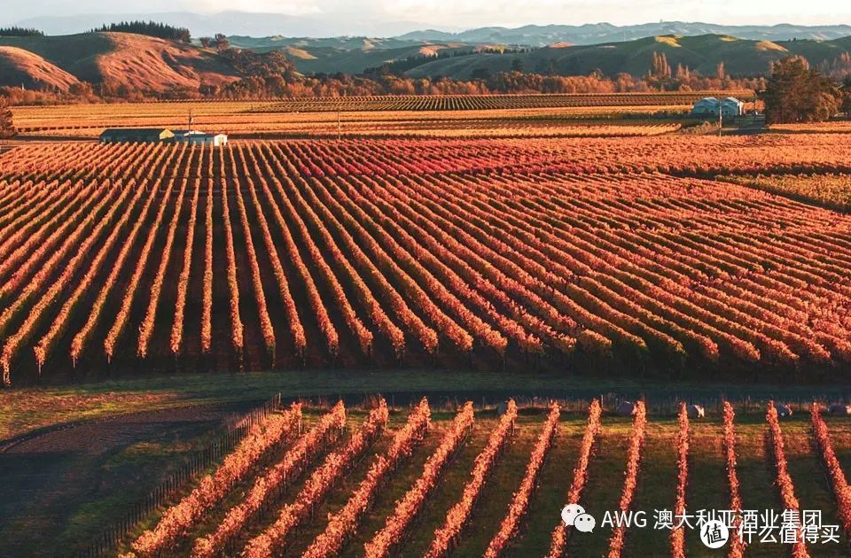 葡萄酒的100节课程 | 09-葡萄酒界的“大众情人”——梅洛