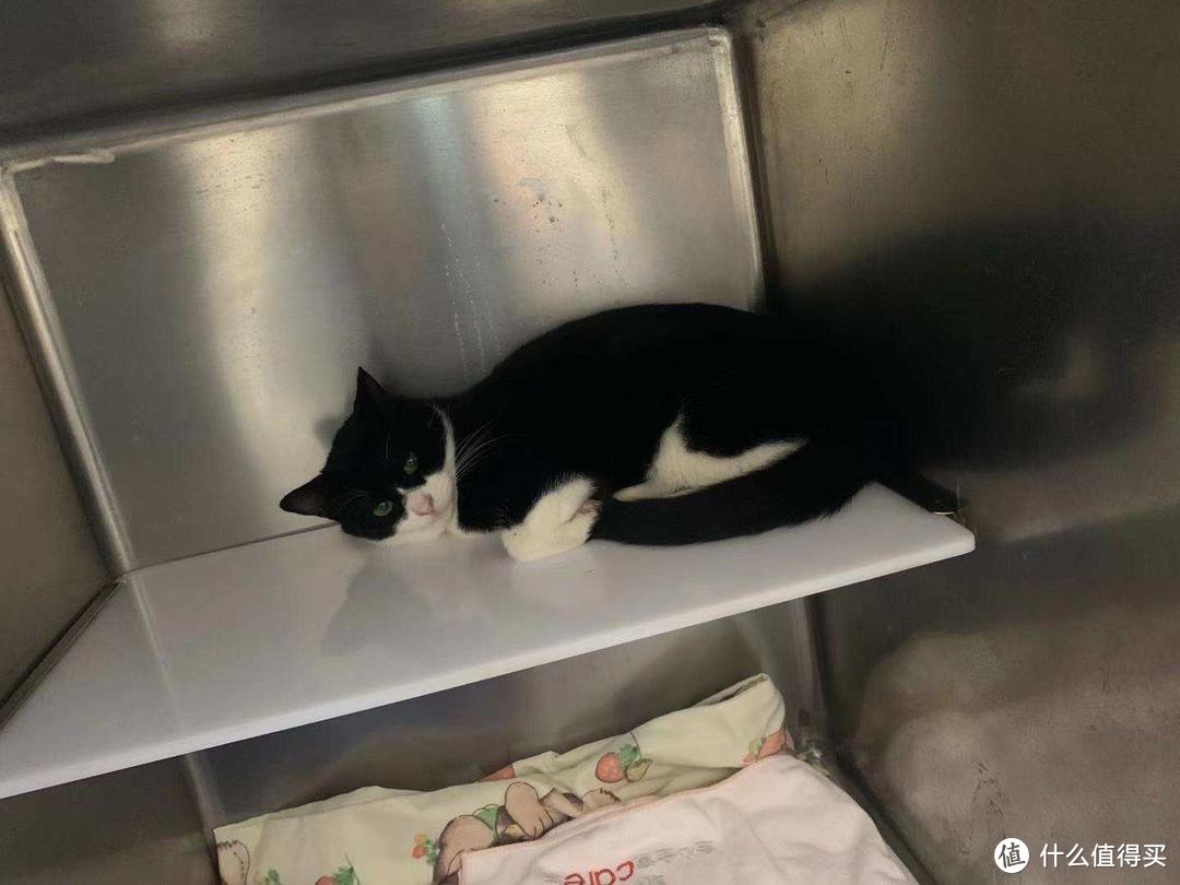 终于找到大小主子都爱吃的猫粮了—嘉蓝猫粮晒单