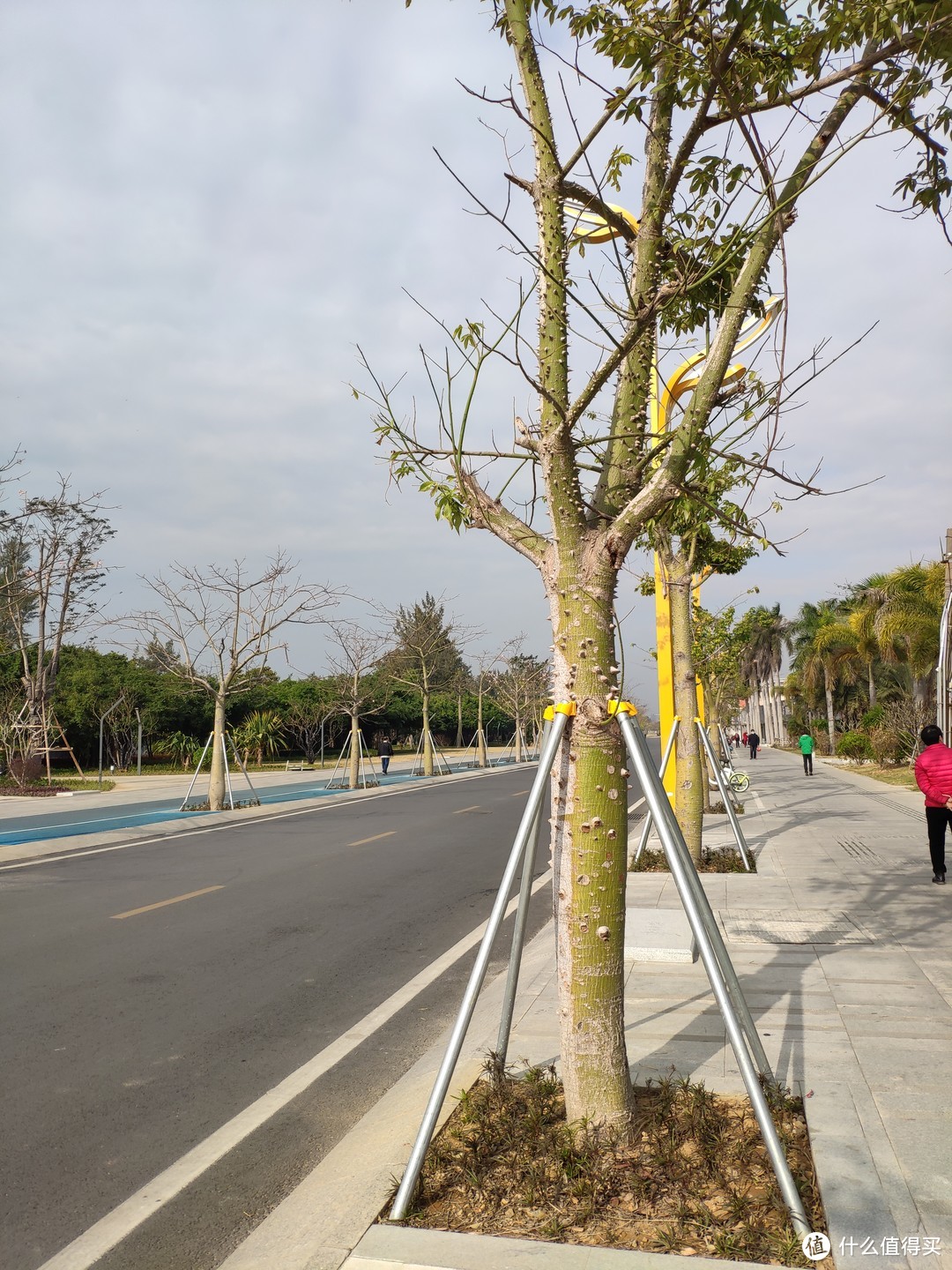 道路两边的木棉树