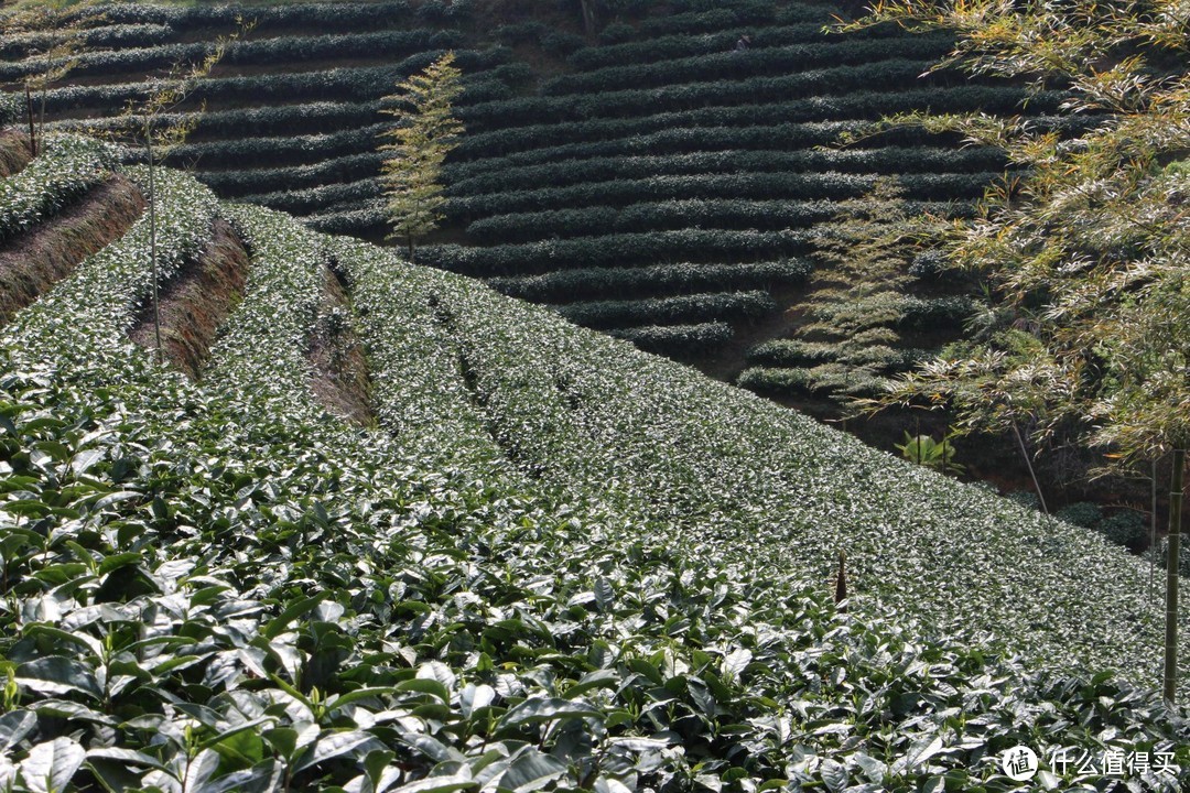 想知道阳光的味道，可以冲一杯政和白茶尝尝