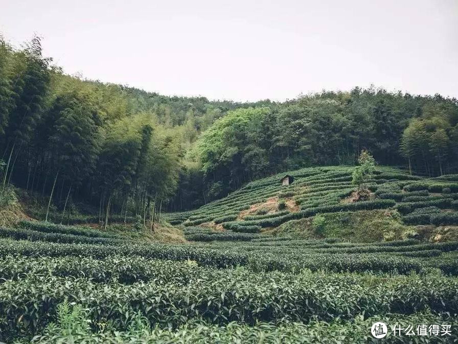 想知道阳光的味道，可以冲一杯政和白茶尝尝