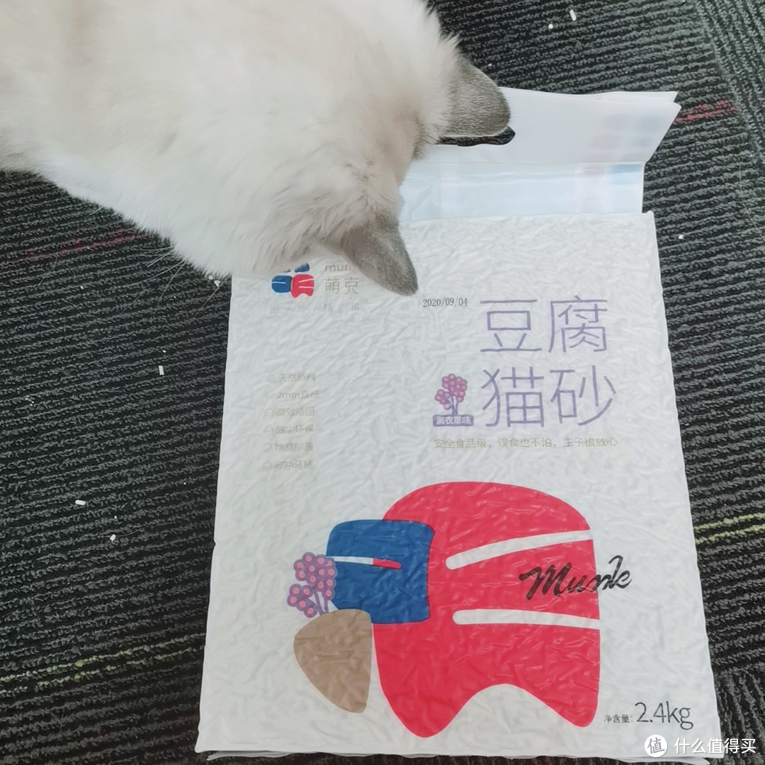 好奇心超强的一只猫