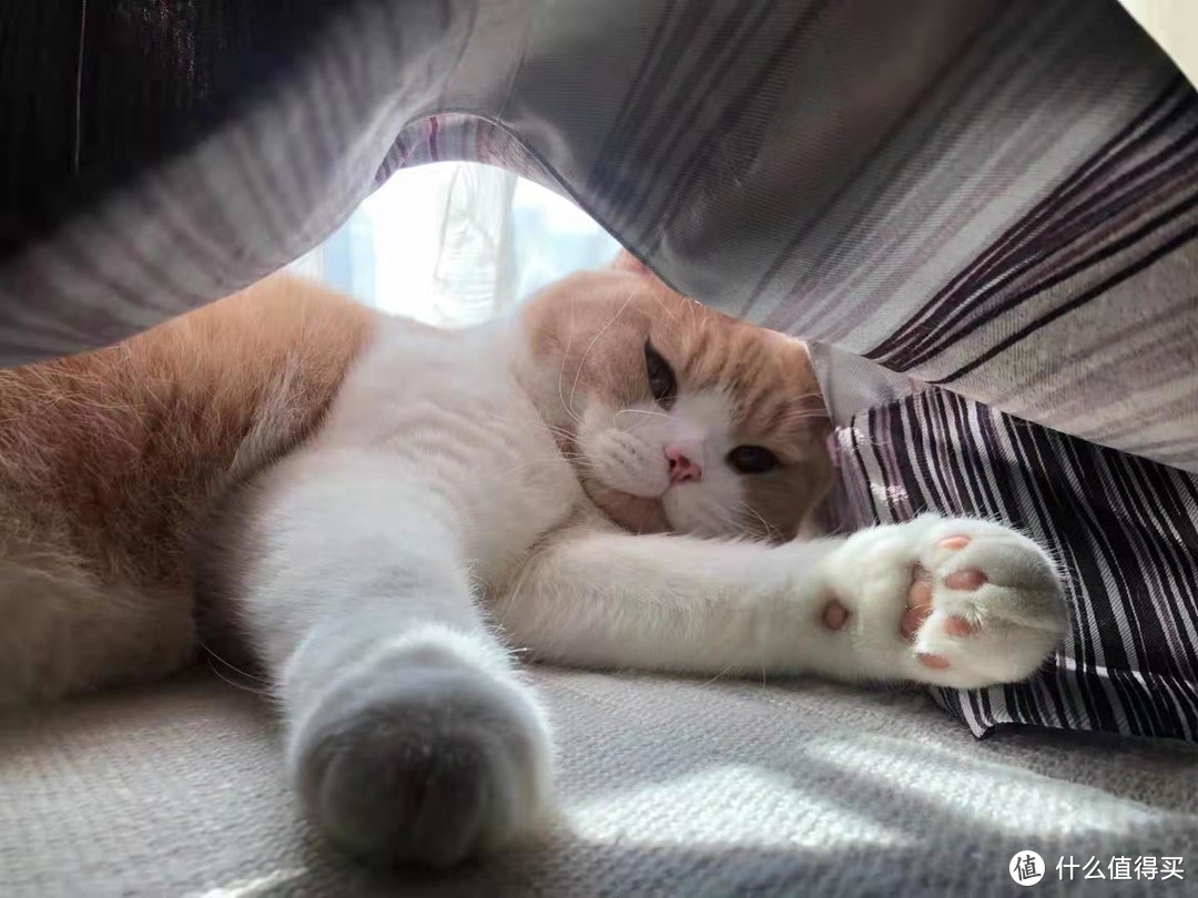 养猫达人分享—什么牌子的猫粮营养比较好