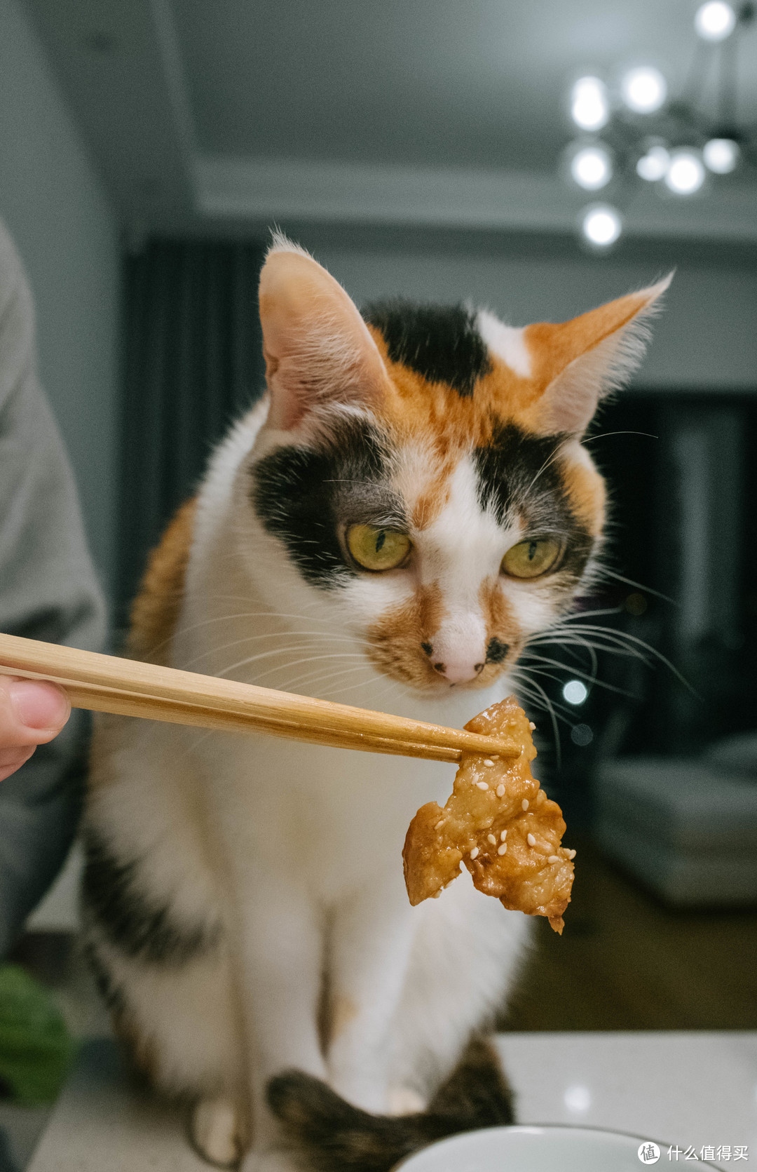 小猫咪不爱吃猪肉，哈哈哈