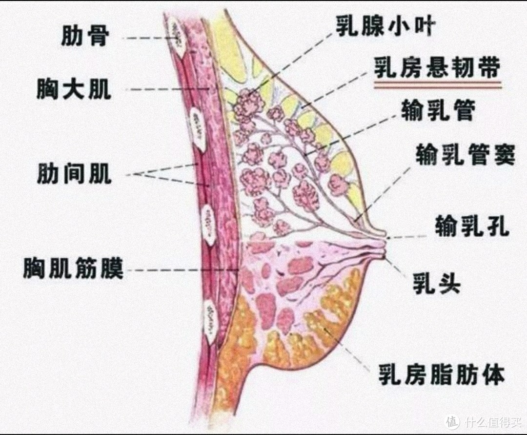 运动款内衣选择