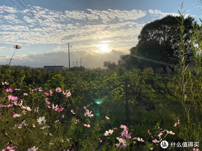 夕阳下的葡萄园，2020年秋，于宁夏博纳佰馥