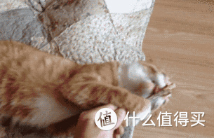 猫咪高贵冷艳不亲人？整点“82年珍藏的猫薄荷水”试试！