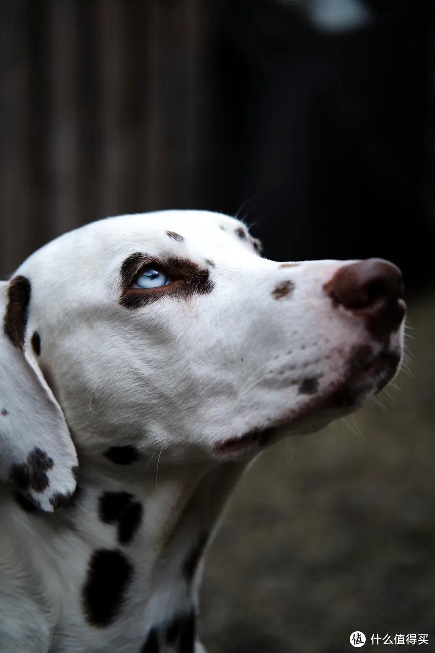 没有聚会的春节，有TA相伴不无聊！犬粮屯够屯对了吗？