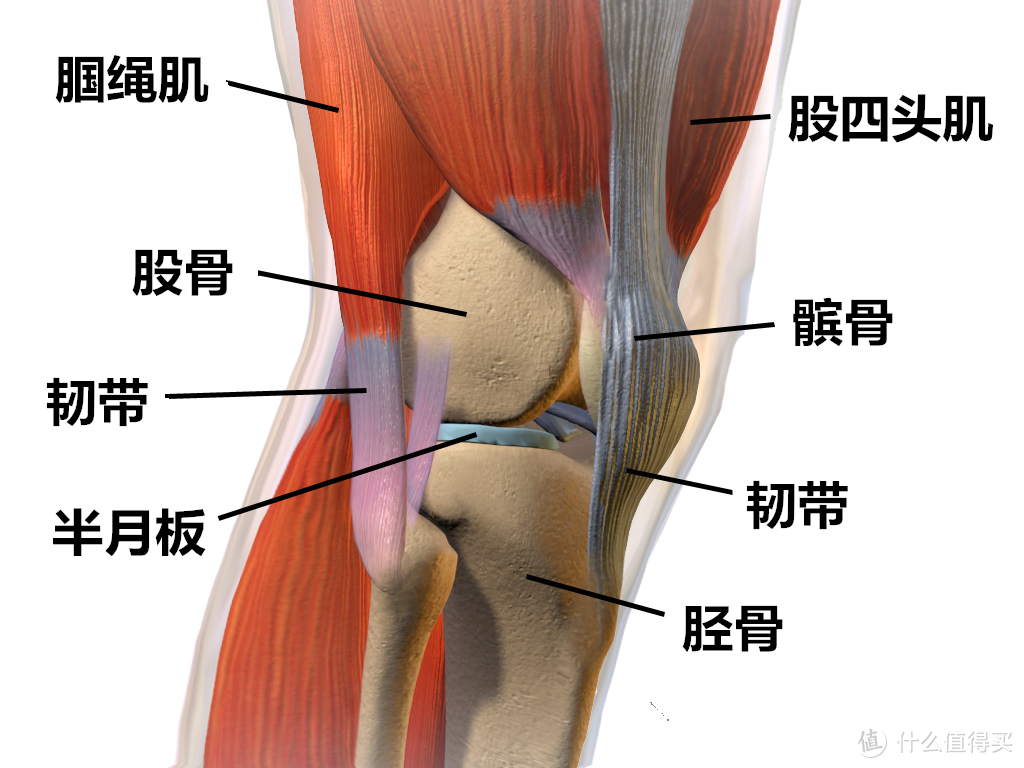 健身与膝盖痛：哪些方法有用，哪些方法没用，一次给你全部说清