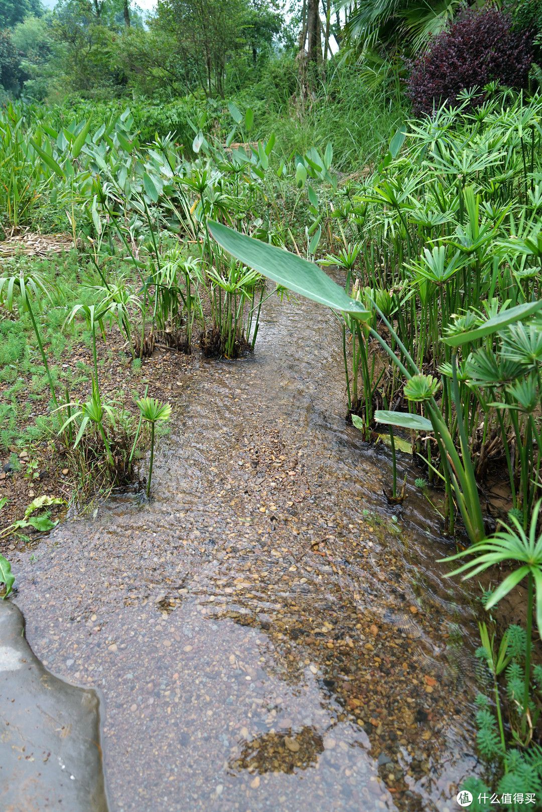 巴山夜雨涨秋池，重庆北碚悦榕庄