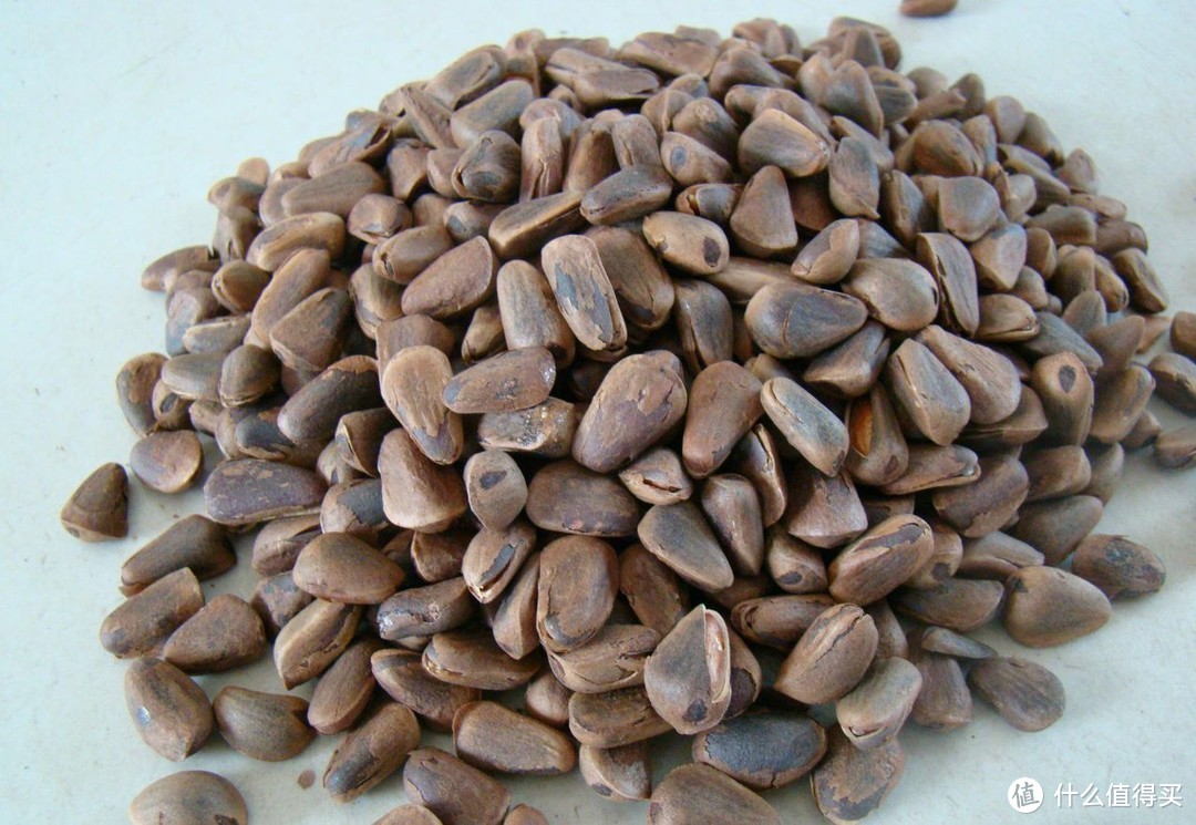 每日风物篇二十一这颗任由其野生成长的红松籽究竟有多好吃