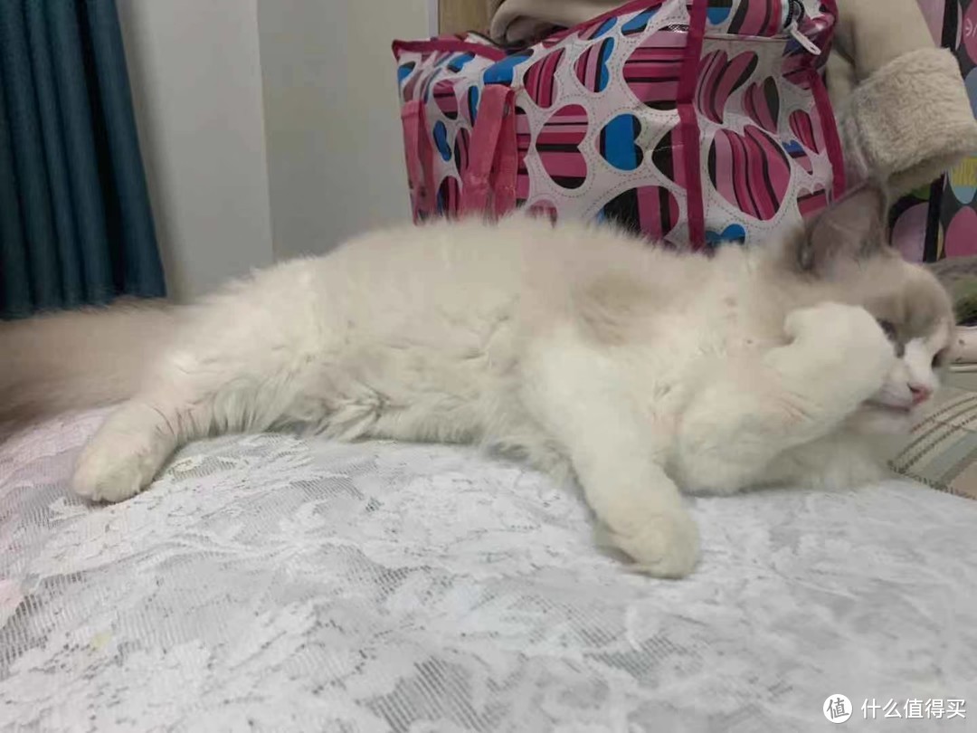 拒绝毒猫粮：什么牌子的猫粮比较安全健康