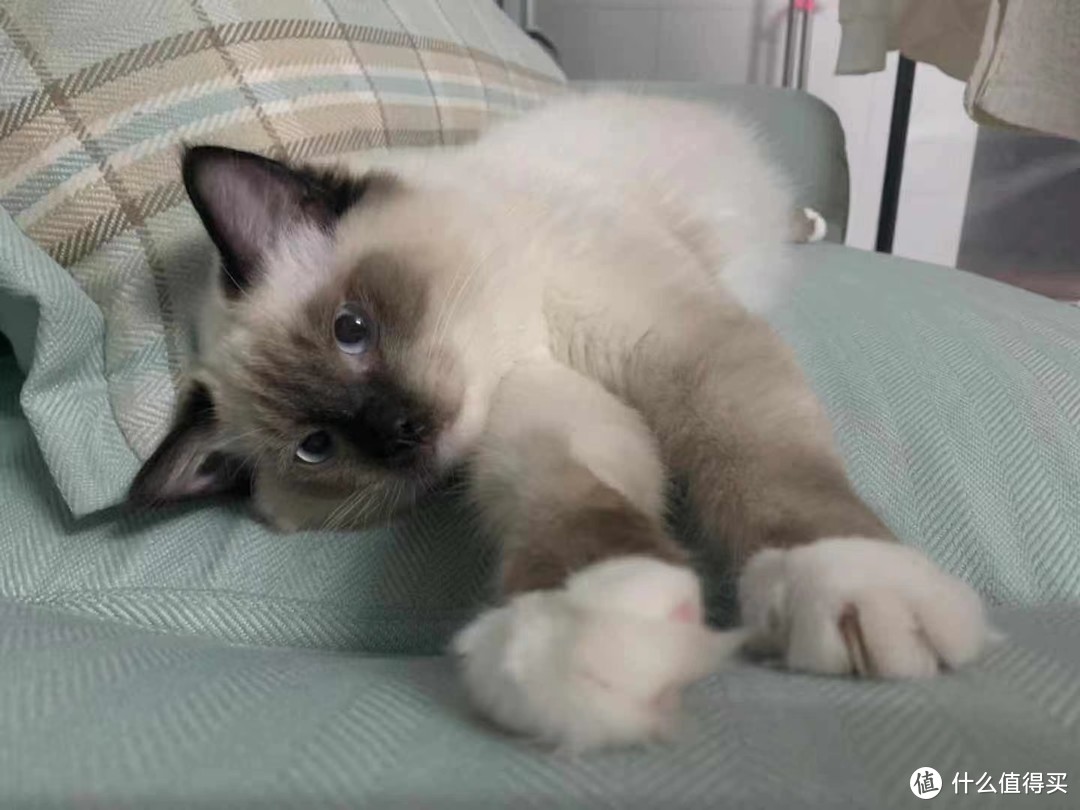 拒绝毒猫粮：什么牌子的猫粮比较安全健康